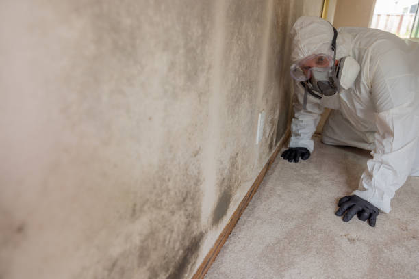 Why You Should Choose Our Mold Remediation Services in Nooksack, WA